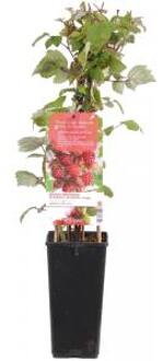 Rubus phoenicolasius Japanse Wijnbes - zoetzure framboosachtige vrucht