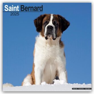 Saint Bernard Calendar 2025 Square Dog Breed Wall Calendar - 16 Month - Browntrout Wandkalender - Avonside Publishing Ltd