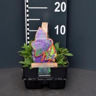 Salie (salvia nemorosa "Ostfriesland") bodembedekker - 4-pack - 1 stuks