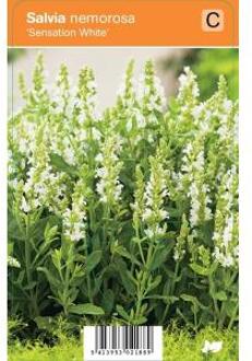 Salie (salvia nemorosa "Sensation White") zomerbloeier - 12 stuks