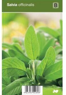 Salie (salvia officinalis) kruiden - 12 stuks
