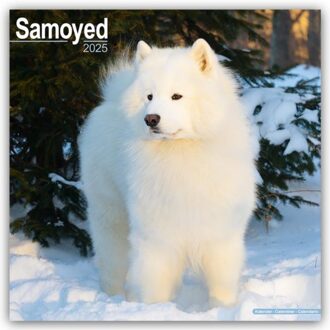 Samoyed Calendar 2025 Square Dog Breed Wall Calendar - 16 Month - Browntrout Wandkalender - Avonside Publishing Ltd
