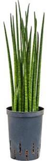 Sansevieria bacularis S hydrocultuur plant
