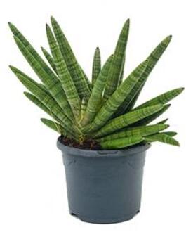 Sansevieria bocel M kamerplant