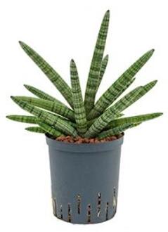 Sansevieria cylindrica boncel hydrocultuur plant
