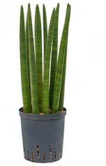 Sansevieria cylindrica straight S hydrocultuur plant