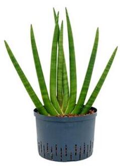 Sansevieria cylindrica sunshine L hydrocultuur plant