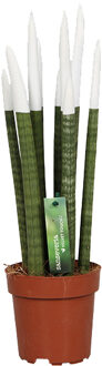 Sansevieria Cylindrica velvet touchz wit P 12 cm