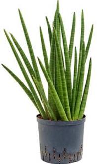 Sansevieria enjoy hydrocultuur plant