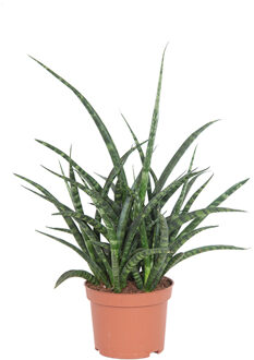 Sansevieria Fernwood - P 12 cm