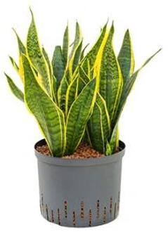 Sansevieria futura superba L hydrocultuur plant
