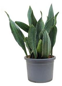 Sansevieria gongo L kamerplant