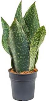 Sansevieria gongo S kamerplant