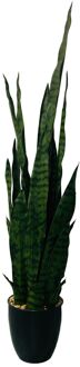 Sansevieria Groen