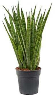 Sansevieria kirkii kamerplant