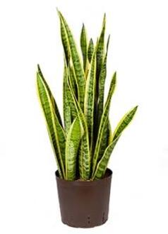 Sansevieria laurentii M hydrocultuur plant