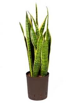 Sansevieria laurentii S hydrocultuur plant