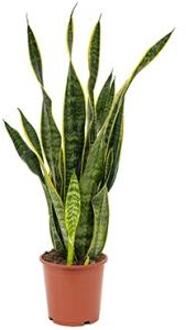 Sansevieria laurentii S kamerplant