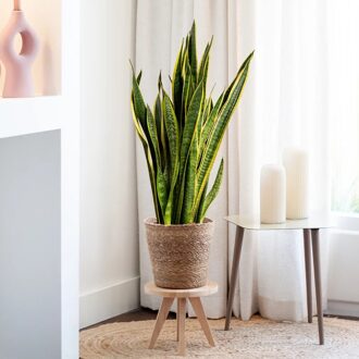 Sansevieria Laurentii - Vrouwentong plant - P27