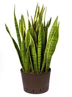 Sansevieria laurentii XL hydrocultuur plant