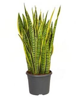 Sansevieria laurentii XL kamerplant