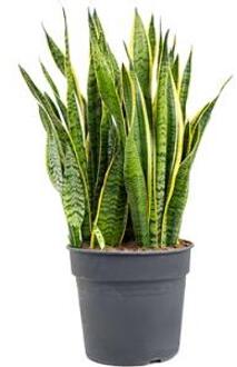 Sansevieria laurentii XXL kamerplant