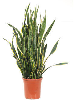 Sansevieria Laurentii XXL (Vrouwentong) - P 30 cm