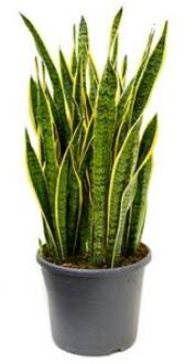 Sansevieria laurentii XXXL kamerplant