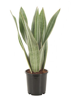 Sansevieria Metallica - Witte Vrouwentong - P14