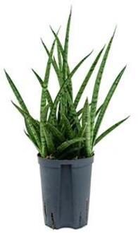 Sansevieria spikes marmoratus hydrocultuur plant