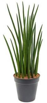 Sansevieria spikes XXL kamerplant