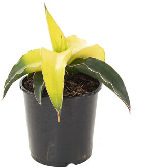 Sansevieria Star Canary - P 9 cm