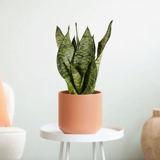 Sansevieria trifasciata 'Black Coral' - Zwaardplant - P12