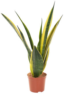 Sansevieria Trifasciata Gold Flame (vrouwentong) - P 12 cm