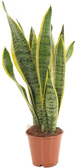 Sansevieria Trifasciata Laurentii (Vrouwentong) P 14 cm