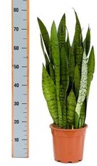 Sansevieria zeylanica adana kamerplant
