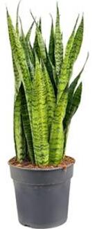 Sansevieria zeylanica alapi kamerplant