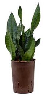 Sansevieria zeylanica compacta hydrocultuur plant