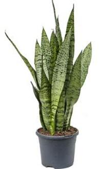 Sansevieria zeylanica inli kamerplant