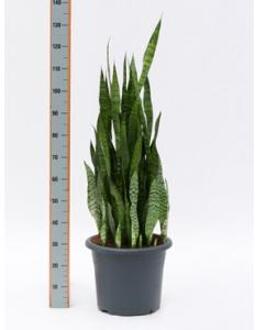 Sansevieria zeylanica riva