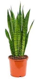 Sansevieria zeylanica selki