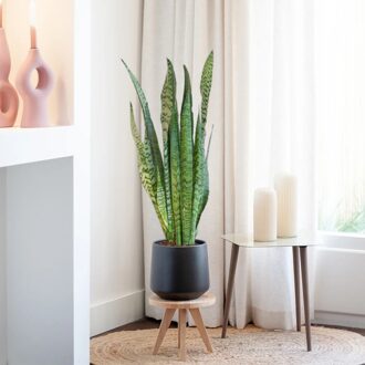 Sansevieria Zeylanica - Vrouwentong - P21