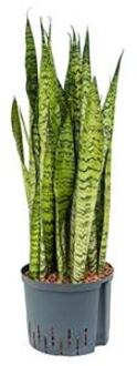 Sansevieria zeylanica XL hydrocultuur plant