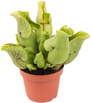 Sarracenia Purpurea Venosa (vleesetende plant) P 12 cm