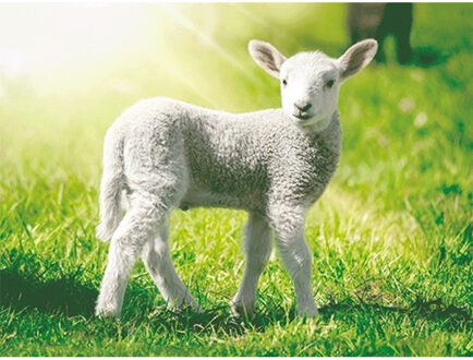 Schapen en lammetjes placemats 3D - Placemats Multikleur