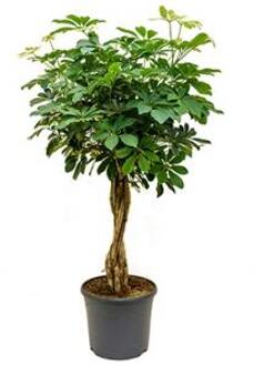 Schefflera arboricola gevlochten kamerplant