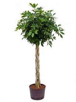 Schefflera arboricola gevlochten L hydrocultuur plant