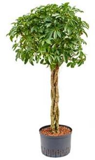 Schefflera arboricola gevlochten M hydrocultuur plant