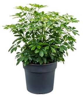 Schefflera arboricola M kamerplant