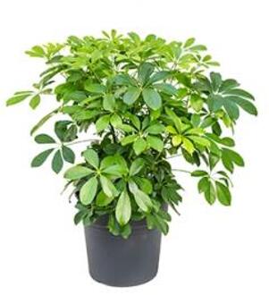 Schefflera arboricola S kamerplant